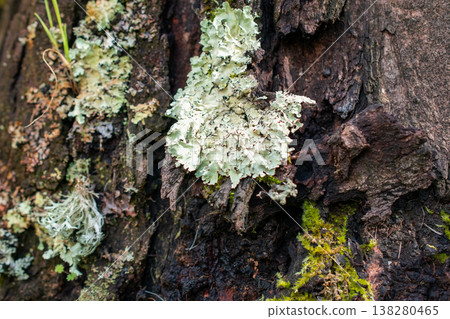 Tree Bark with Lichen Growing in Forest Macro Photography 138280465