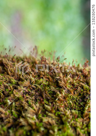 Green Moss Macro with Sporophytes Detail Forest Texture 138280476