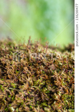 Moss Close Up with Sporophytes Natural Background 138280477