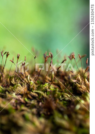 Close up of Moss with Sporophytes 138280478