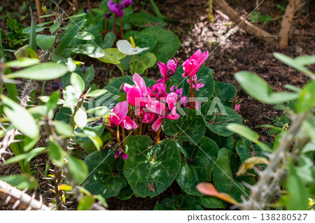 Vibrant Pink Cyclamen Flowers in a Garden Vibrant Pink Cyclamen Flowers in a Garden 138280527
