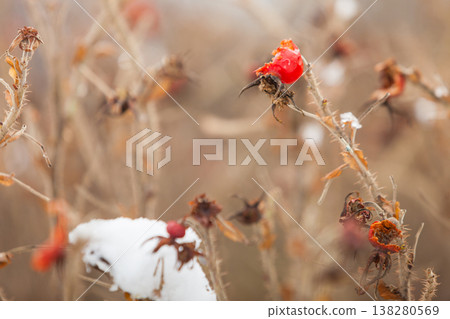 Dried rose bushes druing winter 138280569