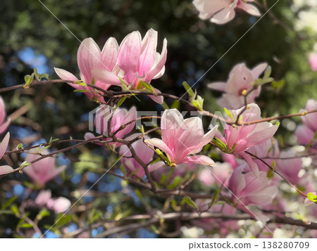 Magnolia tree full of pink blossoms spreading wide branches in urban garden. Abundant flowering, seasonal landscaping, residential greenery, decorative horticulture and springtime city environment Magnolia tree full of pink blossoms spreading wide branches in urban garden. Abundant flowering, seasonal landscaping, residential greenery, decorative horticulture and springtime city environment 138280709