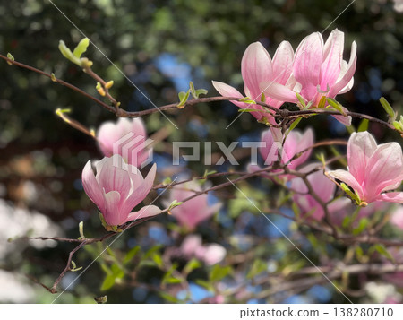 Magnolia buds and flowers covering branches with green leaves in spring light. Seasonal bloom, botanical richness, ornamental gardening, plant development and urban greenery concept 138280710