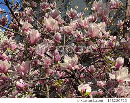 Magnolia tree in full bloom beside residential building under clear sky. Seasonal flowering, urban greenery, decorative planting, neighborhood landscaping and springtime environment concept Magnolia tree in full bloom beside residential building under clear sky. Seasonal flowering, urban greenery, decorative planting, neighborhood landscaping and springtime environment concept 138280713
