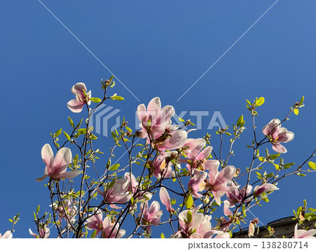 Dense magnolia blossoms covering branches in spring season. Floral abundance, urban landscaping, residential decoration, botanical richness and horticultural design concept Dense magnolia blossoms covering branches in spring season. Floral abundance, urban landscaping, residential decoration, botanical richness and horticultural design concept 138280714