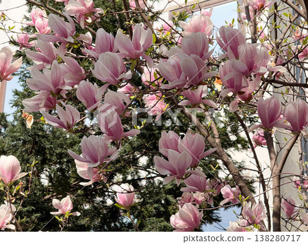 Wide view of magnolia tree covered with pink flowers against blue sky. Seasonal flowering display, botanical diversity, outdoor photography theme, spring vegetation and urban park scenery. Wide view of magnolia tree covered with pink flowers against blue sky. Seasonal flowering display, botanical diversity, outdoor photography theme, spring vegetation and urban park scenery. 138280717