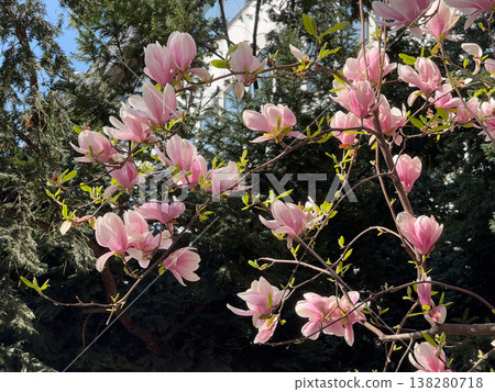 Magnolia tree full of pink blossoms spreading wide branches in urban garden. Abundant flowering, seasonal landscaping, residential greenery, decorative horticulture and springtime city environment 138280718