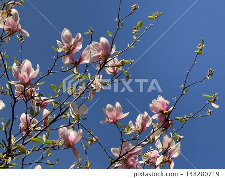 Magnolia buds and flowers covering branches with green leaves in spring light. Seasonal bloom, botanical richness, ornamental gardening, plant development and urban greenery concept Magnolia buds and flowers covering branches with green leaves in spring light. Seasonal bloom, botanical richness, ornamental gardening, plant development and urban greenery concept 138280719