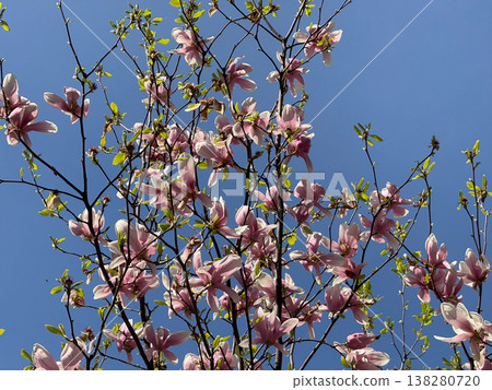 Beautiful magnolia buds and blossoms on branching tree. Floral development, botanical detail, seasonal change, ornamental planting and plant growth progression Beautiful magnolia buds and blossoms on branching tree. Floral development, botanical detail, seasonal change, ornamental planting and plant growth progression 138280720