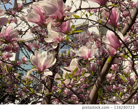 Pink magnolia flowers on branches in warm sunlight. Floral texture, botanical study, ornamental gardening, seasonal bloom detail and natural plant structure exploration Pink magnolia flowers on branches in warm sunlight. Floral texture, botanical study, ornamental gardening, seasonal bloom detail and natural plant structure exploration 138280723