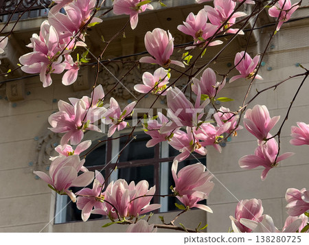 Magnolia tree in full bloom beside residential building under clear sky. Seasonal flowering, urban greenery, decorative planting, neighborhood landscaping and springtime environment concept Magnolia tree in full bloom beside residential building under clear sky. Seasonal flowering, urban greenery, decorative planting, neighborhood landscaping and springtime environment concept 138280725