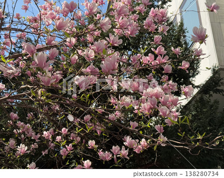 Magnolia buds and flowers covering branches with green leaves in spring light. Seasonal bloom, botanical richness, ornamental gardening, plant development and urban greenery concept 138280734