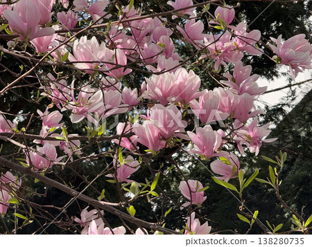 Beautiful magnolia buds and blossoms on branching tree. Floral development, botanical detail, seasonal change, ornamental planting and plant growth progression Beautiful magnolia buds and blossoms on branching tree. Floral development, botanical detail, seasonal change, ornamental planting and plant growth progression 138280735