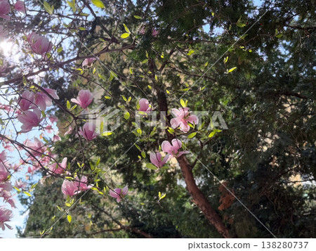 Magnolia branches with pink blossoms and fresh leaves. Seasonal flowering, botanical growth, urban gardening, decorative planting and spring vegetation cycle 138280737