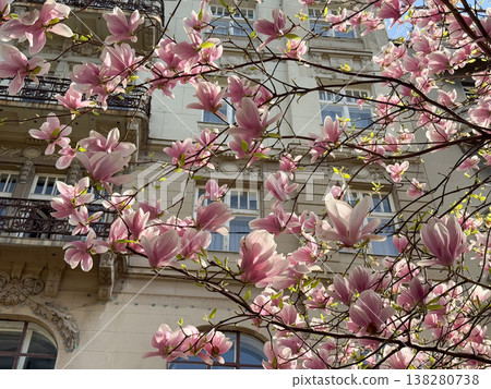 Magnolia tree in full bloom beside residential building under clear sky. Seasonal flowering, urban greenery, decorative planting, neighborhood landscaping and springtime environment concept 138280738