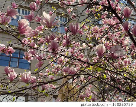 Dense magnolia blossoms covering branches in spring season. Floral abundance, urban landscaping, residential decoration, botanical richness and horticultural design concept 138280739