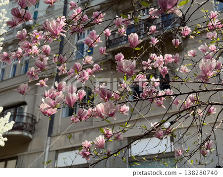 Pink magnolia flowers. Floral isolation, botanical detail, residential garden setting, seasonal bloom and natural light composition Pink magnolia flowers. Floral isolation, botanical detail, residential garden setting, seasonal bloom and natural light composition 138280740