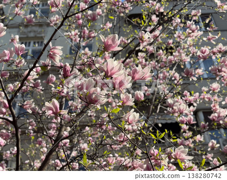 Wide view of magnolia tree covered with pink flowers against blue sky. Seasonal flowering display, botanical diversity, outdoor photography theme, spring vegetation and urban park scenery. Wide view of magnolia tree covered with pink flowers against blue sky. Seasonal flowering display, botanical diversity, outdoor photography theme, spring vegetation and urban park scenery. 138280742
