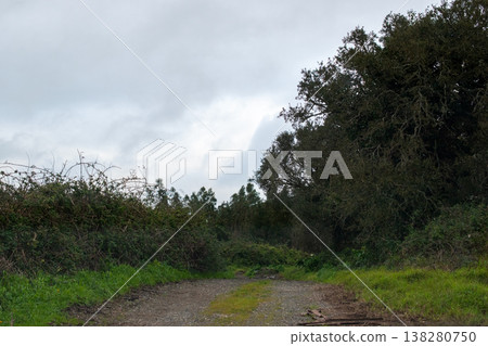 Tranquil Path Through a Lush Green Woodland Tranquil Path Through a Lush Green Woodland 138280750