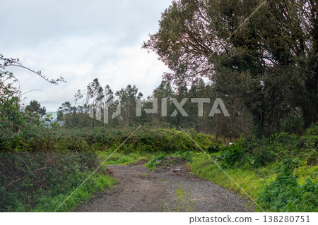 Walking Trail Through a Calm and Peaceful Forest Walking Trail Through a Calm and Peaceful Forest 138280751