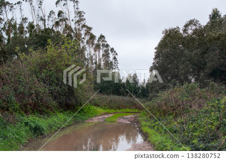Serene Woodland Walk with Sunlight and Green Foliage Serene Woodland Walk with Sunlight and Green Foliage 138280752