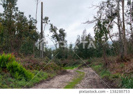 Forest Pathway Surrounded by Trees and Natural Beauty 138280753