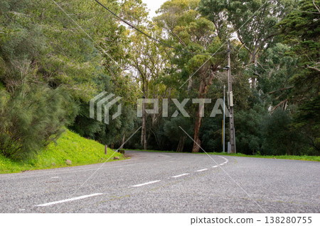 Peaceful Path Through a Dense Forest Landscape Peaceful Path Through a Dense Forest Landscape 138280755