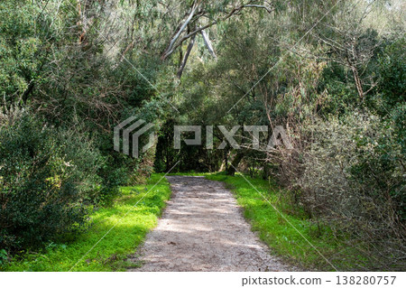 Tranquil Forest Walkway Surrounded by Nature 138280757