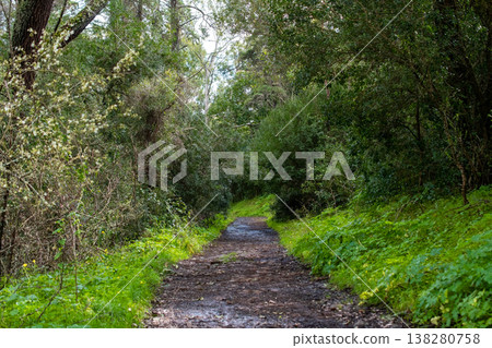 Woodland Path Leading Through Calm and Scenic Forest 138280758