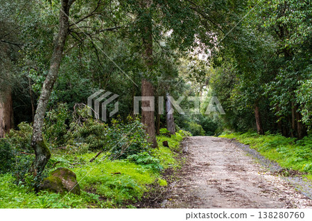 Walking Path Through Woodland with Peaceful Atmosphere Walking Path Through Woodland with Peaceful Atmosphere 138280760