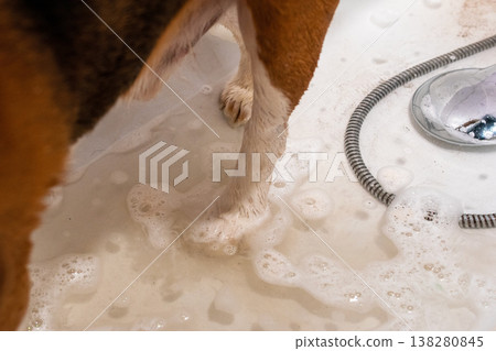 Bathing a Beagle Puppy in Bathroom Tub Bathing a Beagle Puppy in Bathroom Tub 138280845
