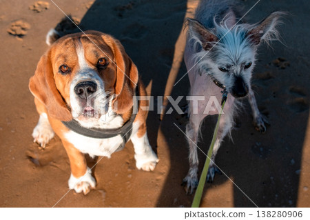 Beagle and Chinese Crested dogs on a sandy beach Beagle and Chinese Crested dogs on a sandy beach 138280906