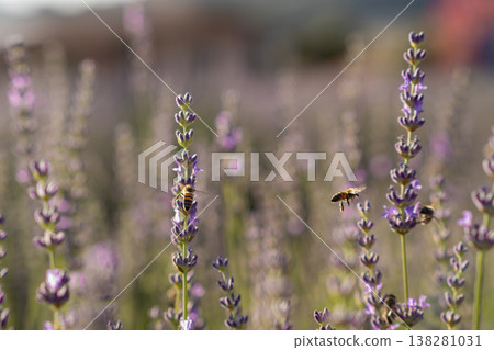 Lavender Fields in Full Bloom With Bees Collecting Nectar During a Sunny Day in Summer Lavender Fields in Full Bloom With Bees Collecting Nectar During a Sunny Day in Summer 138281031