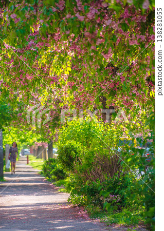 pastel cherry blossom above the street. beautiful urban scenery in spring. sakura blossom season in uzhhorod, ukraine. postcard with narrow sakura alley in afternoon light pastel cherry blossom above the street. beautiful urban scenery in spring. sakura blossom season in uzhhorod, ukraine. postcard with narrow sakura alley in afternoon light 138281055