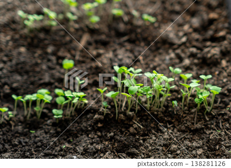 Small Green Seedlings Emerging From Dark Soil in a Warm, Sunny Garden During Spring Cultivation 138281126