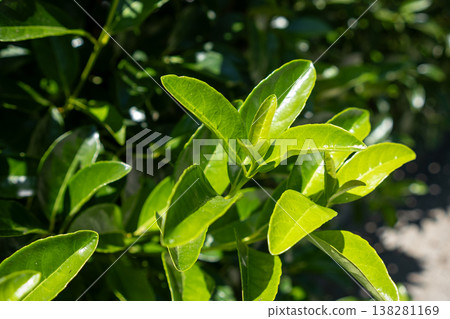 Fresh Green Leaves Glisten Under Sunlight in a Vibrant Garden During the Afternoon 138281169