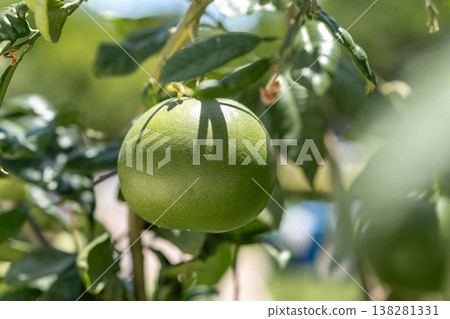 Close-up View of a Ripe Green Grapefruit Hanging From a Vibrant Tree Branch in Bright Sunlight Close-up View of a Ripe Green Grapefruit Hanging From a Vibrant Tree Branch in Bright Sunlight 138281331
