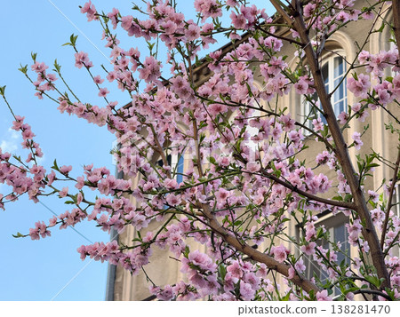Pink peach blossoms covering slender branches in dense spring bloom near an urban courtyard. Seasonal flowering tree texture, ornamental garden detail and soft botanical renewal in daylight Pink peach blossoms covering slender branches in dense spring bloom near an urban courtyard. Seasonal flowering tree texture, ornamental garden detail and soft botanical renewal in daylight 138281470