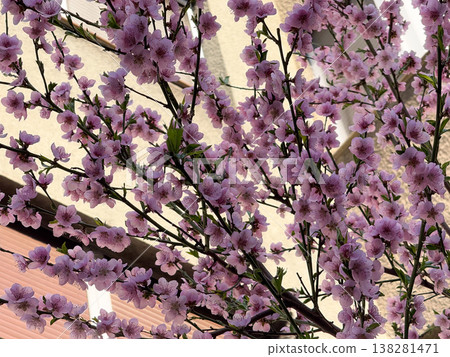 Pink peach blossoms covering slender branches in dense spring bloom near an urban courtyard. Seasonal flowering tree texture, ornamental garden detail and soft botanical renewal in daylight Pink peach blossoms covering slender branches in dense spring bloom near an urban courtyard. Seasonal flowering tree texture, ornamental garden detail and soft botanical renewal in daylight 138281471