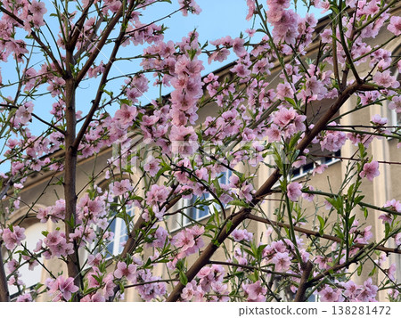 Pink peach blossoms covering slender branches in dense spring bloom near an urban courtyard. Seasonal flowering tree texture, ornamental garden detail and soft botanical renewal in daylight Pink peach blossoms covering slender branches in dense spring bloom near an urban courtyard. Seasonal flowering tree texture, ornamental garden detail and soft botanical renewal in daylight 138281472