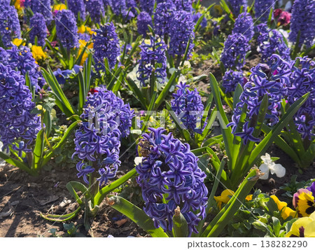 Purple hyacinths and pansies blooming together in a sunny spring flowerbed composition. Seasonal landscaping, ornamental bulb planting, public garden maintenance and vibrant botanical variety outdoors Purple hyacinths and pansies blooming together in a sunny spring flowerbed composition. Seasonal landscaping, ornamental bulb planting, public garden maintenance and vibrant botanical variety outdoors 138282290