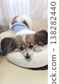 大圓眼睛的蝴蝶犬正在休息 138282440