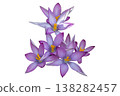 Purple crocus flower cluster spring bloom botanical floral illustration 138282457
