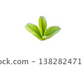 Strawberry trifoliate leaf cluster botanical agriculture plant illustration 138282471