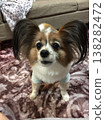 蝴蝶犬優雅的站姿，耳尖上的簇毛十分漂亮。 138282472