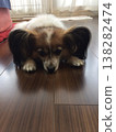 一隻若有所思的蝴蝶犬盯著地板。 138282474