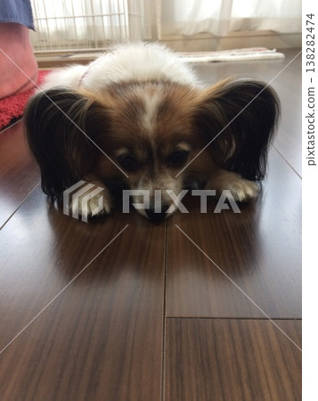 A pensive Papillon staring at the floor 138282474