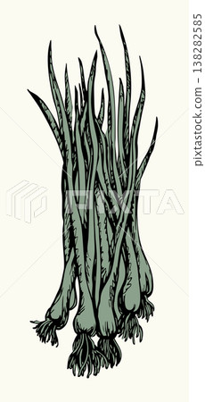 Vector drawing. A large bunch of onions 138282585