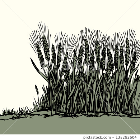 Vector drawing. Old wheat field 138282604
